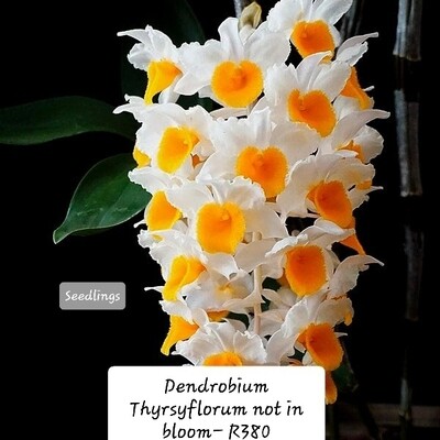 Dendrobium Thyrsiflorum small plant