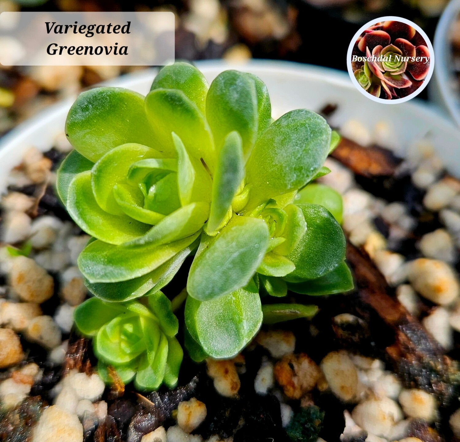 Greenovia Dodrantalis Variegated