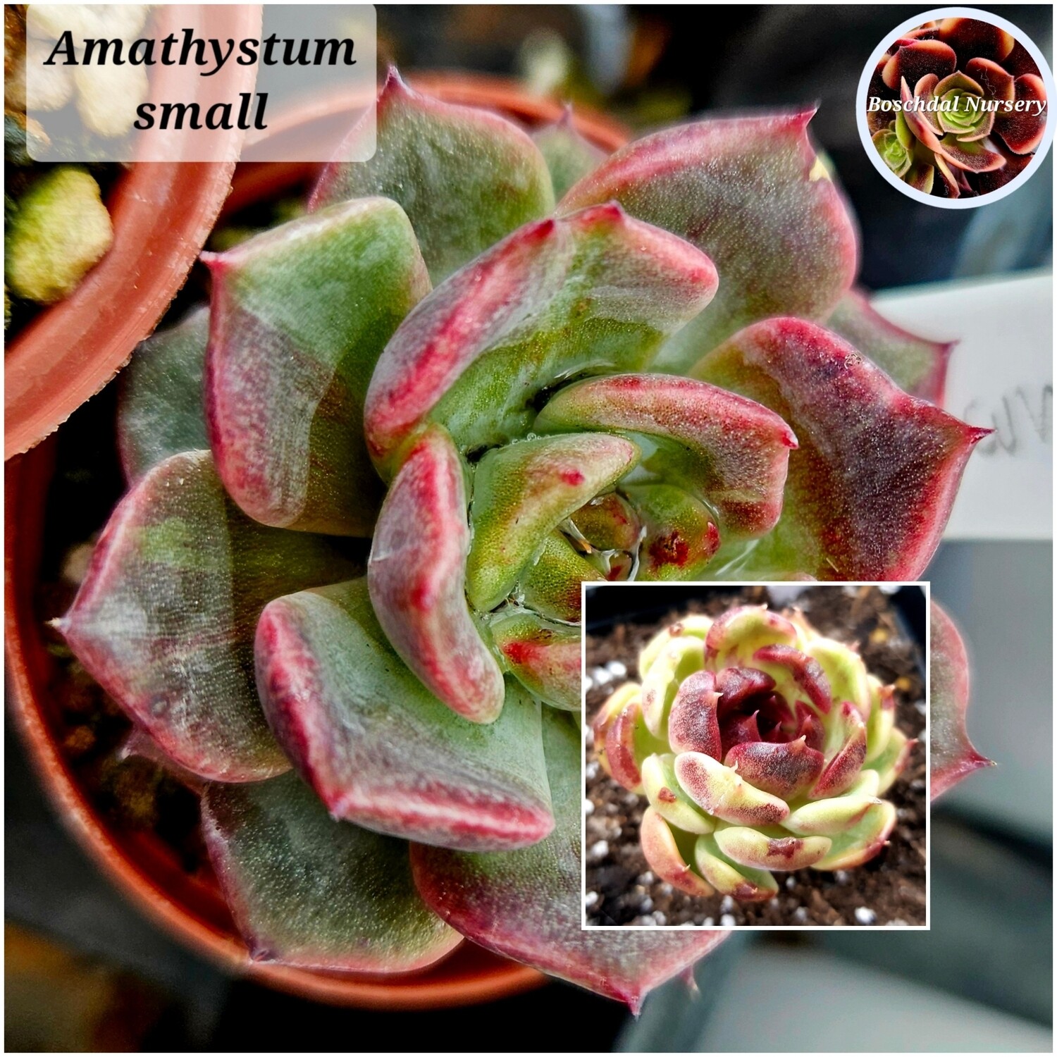 Echeveria Amathyst