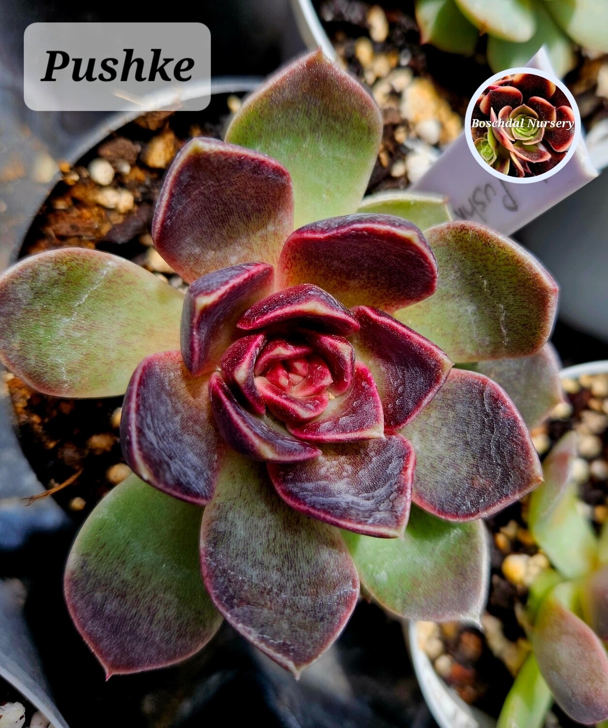 Echeveria Pushke Echeveria Pushke
