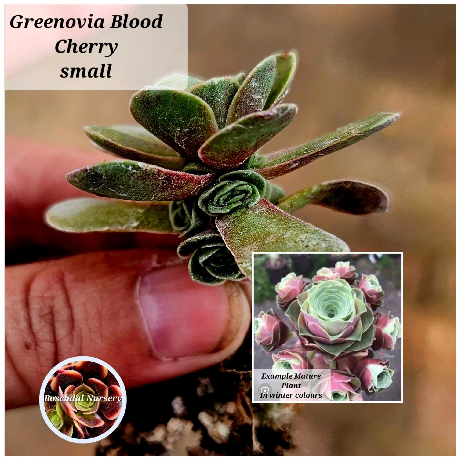 Greenovia Blood Cherry