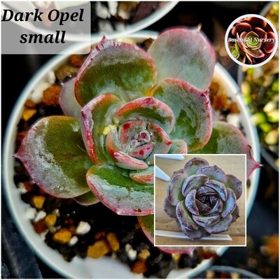 Echeveria Dark Opel