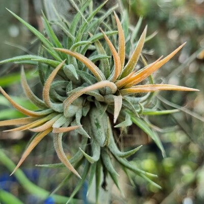 Tillandsia Ionantha Kolbi