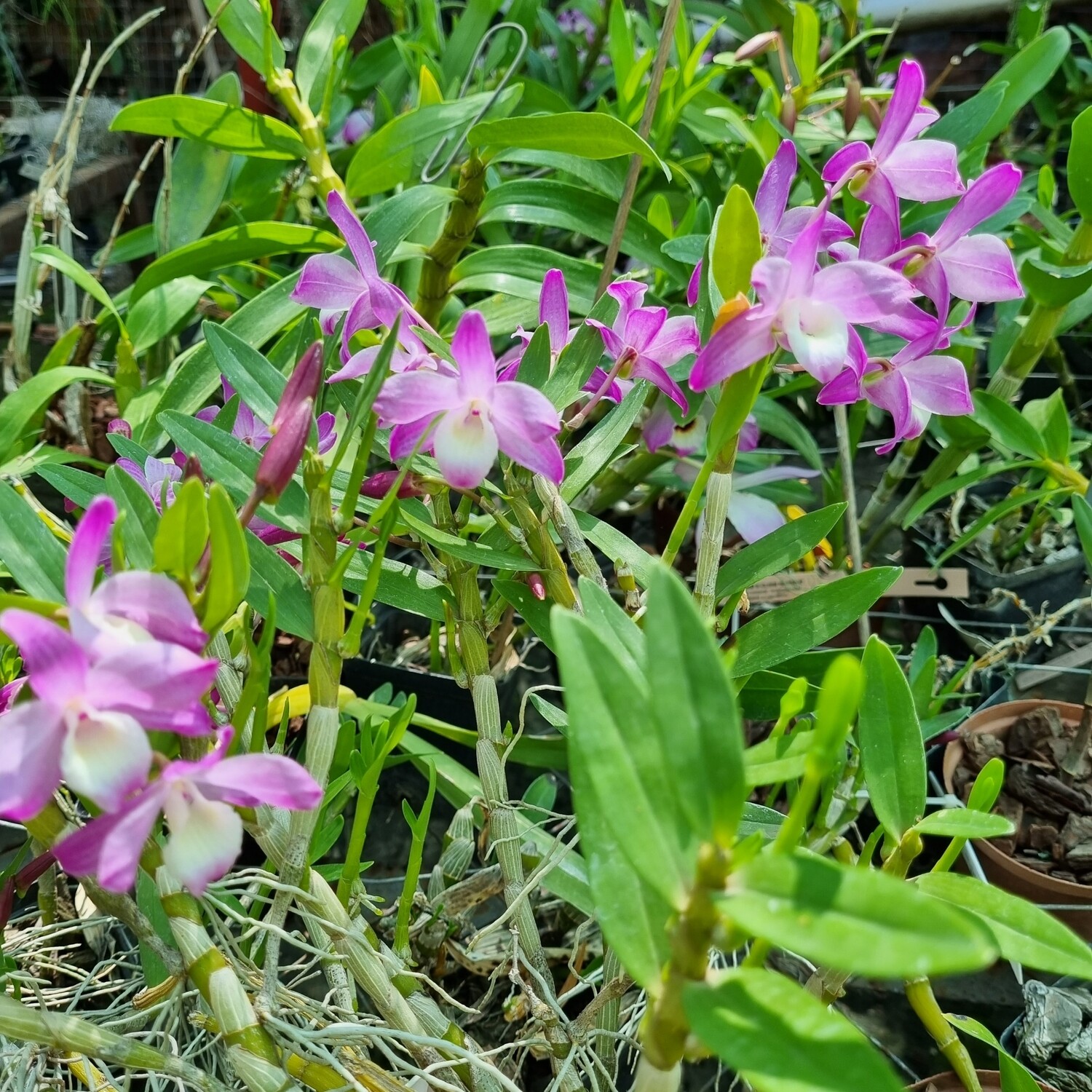 Dendrobium Sukura Aimee