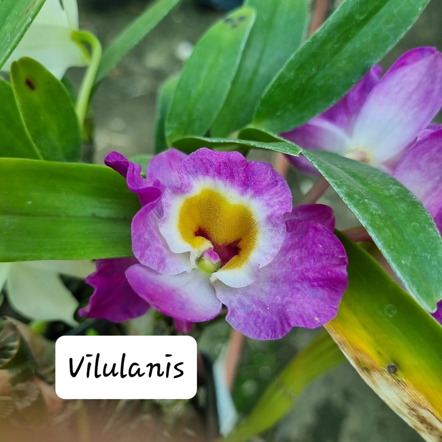 Dendrobium Vilulanis