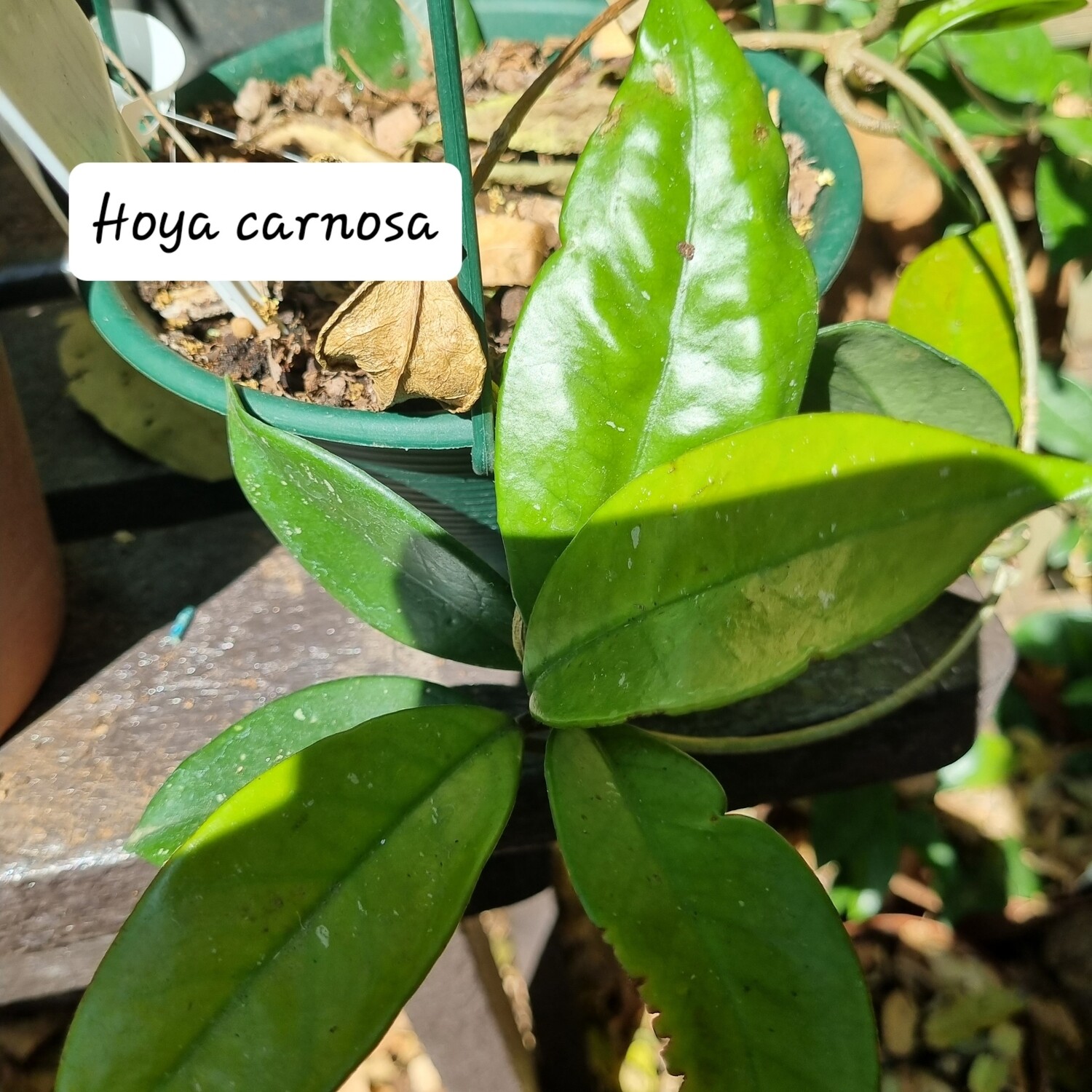 Hoya Carnosa Hoya Carnosa