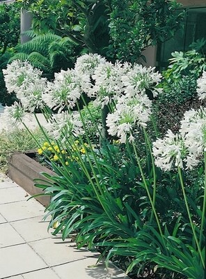 Agapanthus Pure White