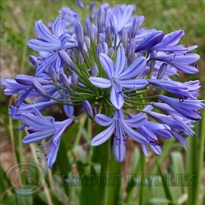 Agapanthus normal garden Blue