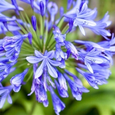 Agapanthus normal garden Blue
