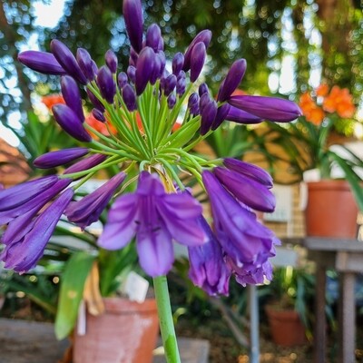 Agapanthus Pippin