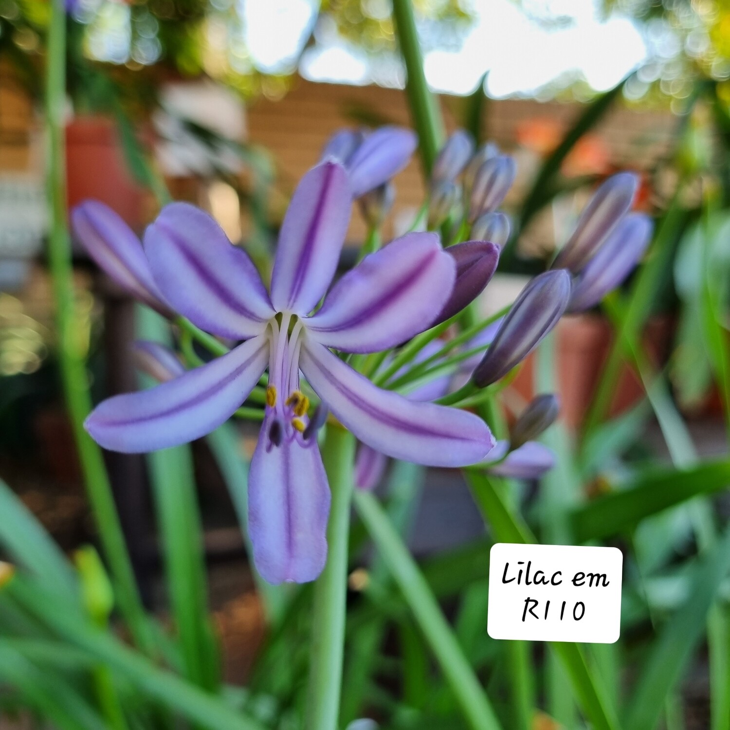 Agapanthus Lilac em Agapanthus Lilac em