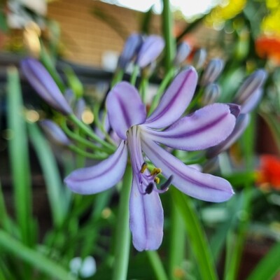 Agapanthus Lilac em