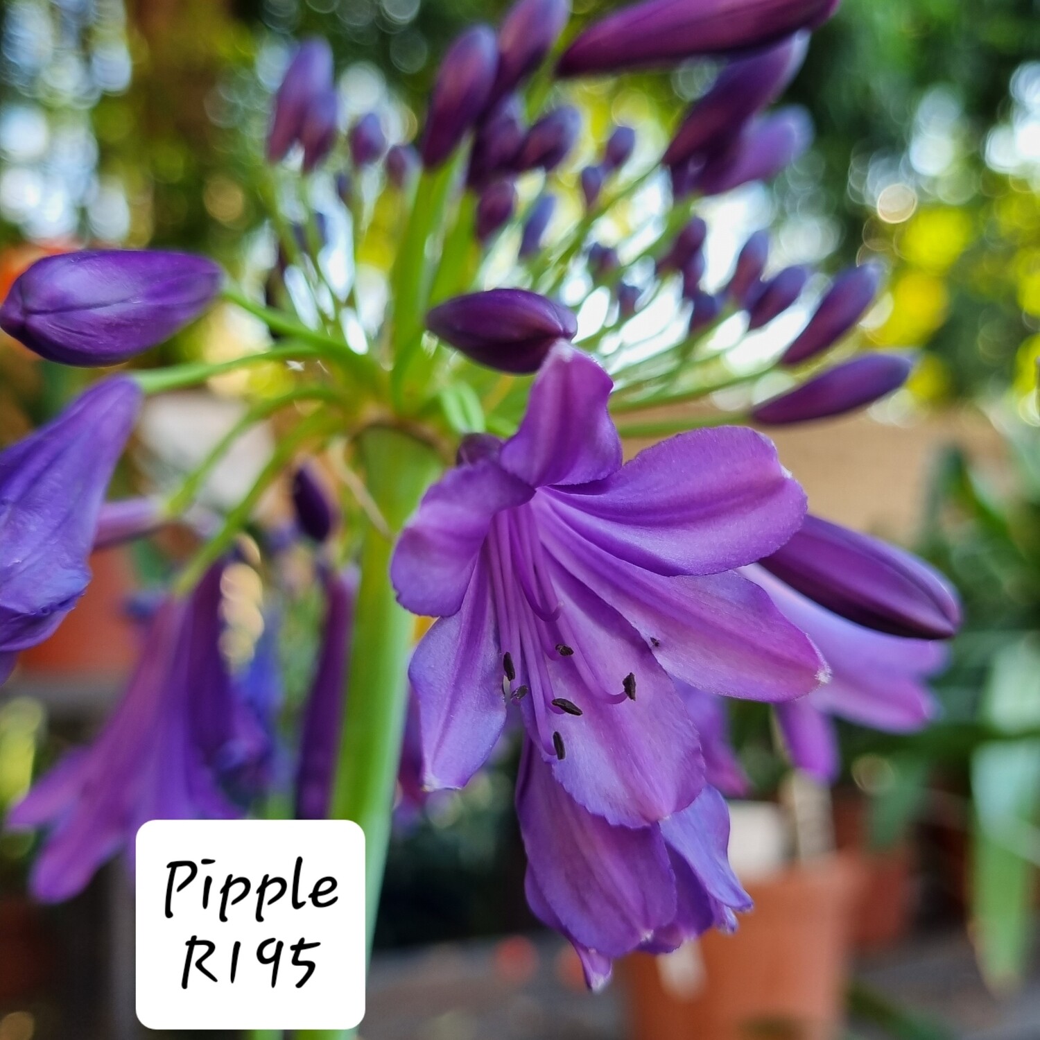 Agapanthus Pippin