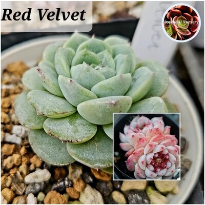 Echeveria Red Velvet