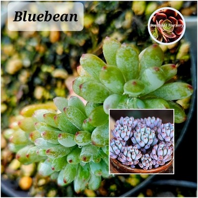 Graptopetalum BlueBean