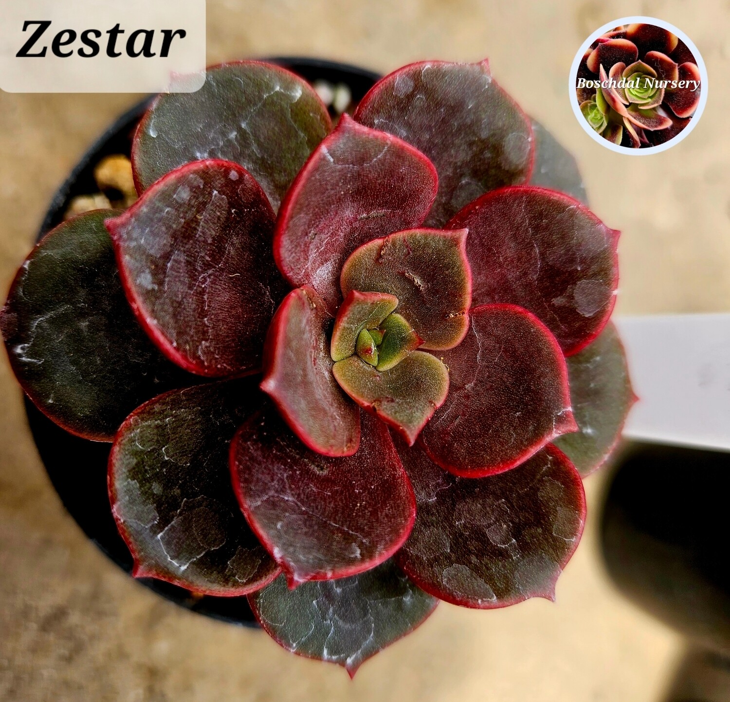 Echeveria Zestar