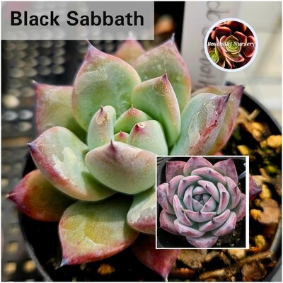 Echeveria Black Sabbath NEW STOCK NO ROOTS