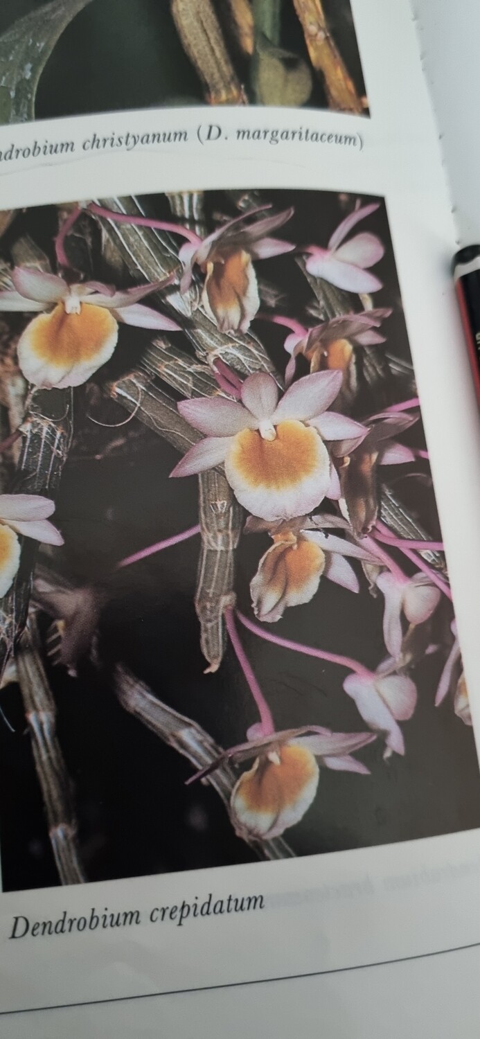 Dendrobium loddigessii