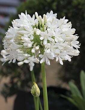 Agapanthus white princess