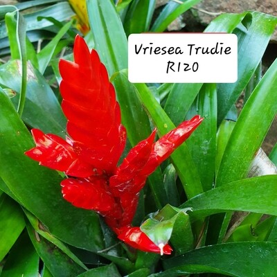 Vriesea Trudie