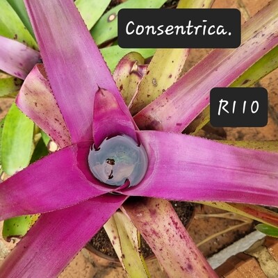 Neoregelia consentrica