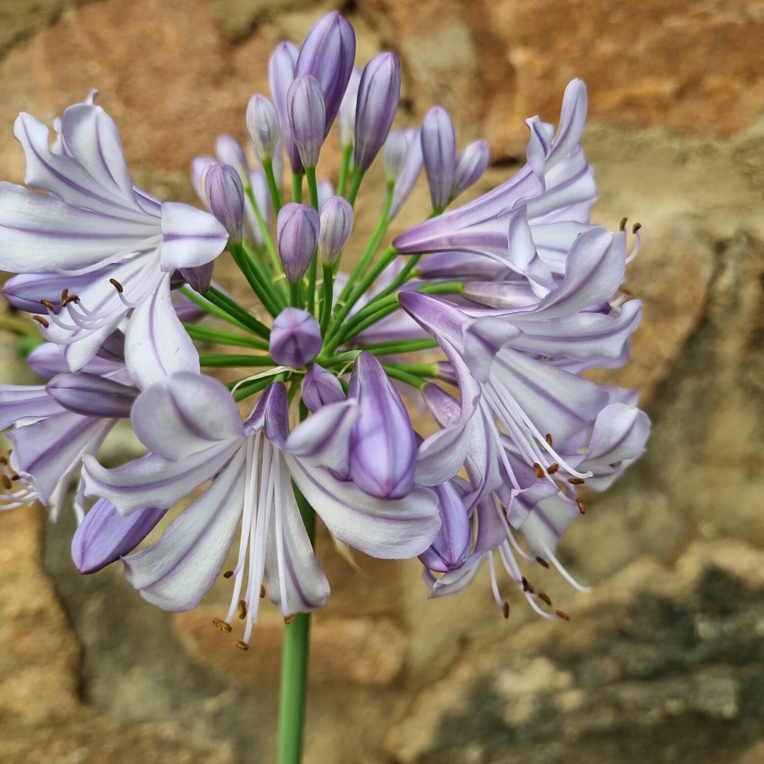 Agapanthus cotton candy