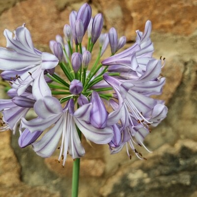 Agapanthus cotton candy Agapanthus cotton candy