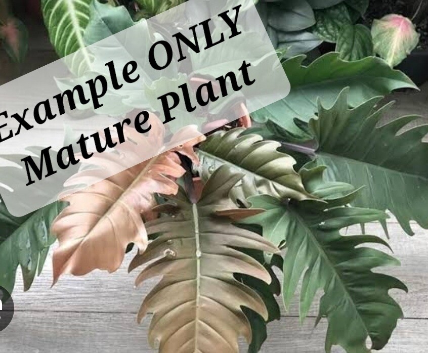 Philodendron Pluto Large (non-variegated caramel marble)