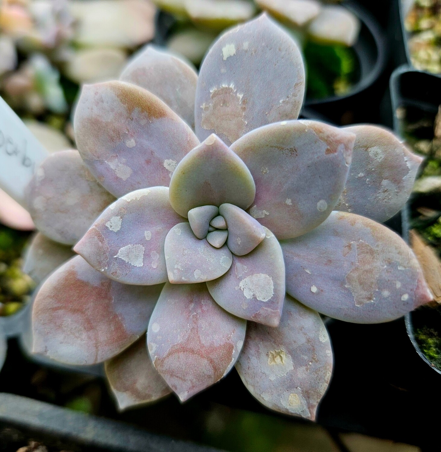 Graptopetalum Superbum