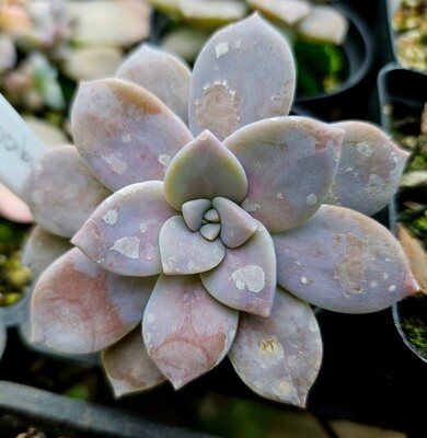 Graptopetalum Superbum