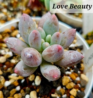 Pachyveria Love Beauty