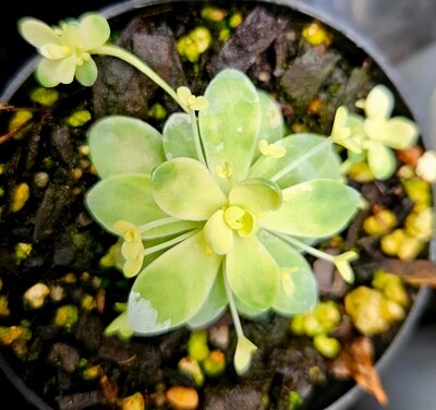 Variegated Chinese Dunce Cap – Orostachys iwarenge Variegated Chinese Dunce Cap – Orostachys iwarenge