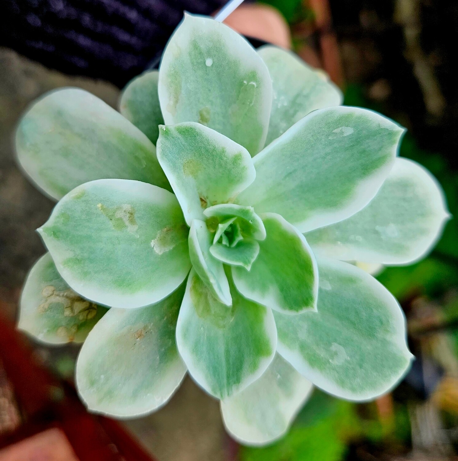 Echeveria Lemon Rose