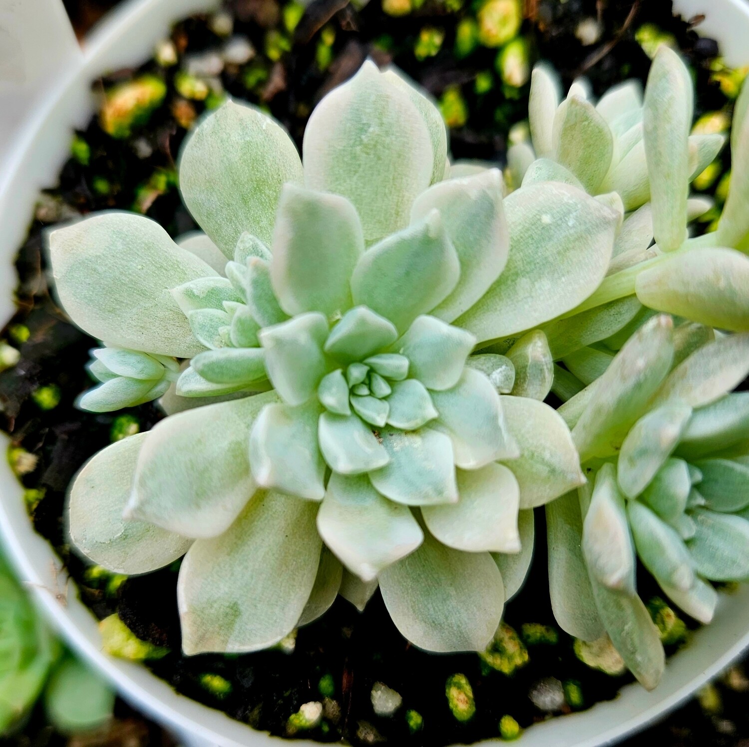 Echeveria Little Rose Variegated