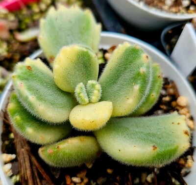 Variegated Bear Paws