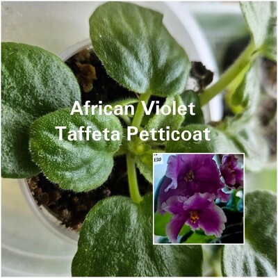 African Violet Taffeta Petticoat starter plant