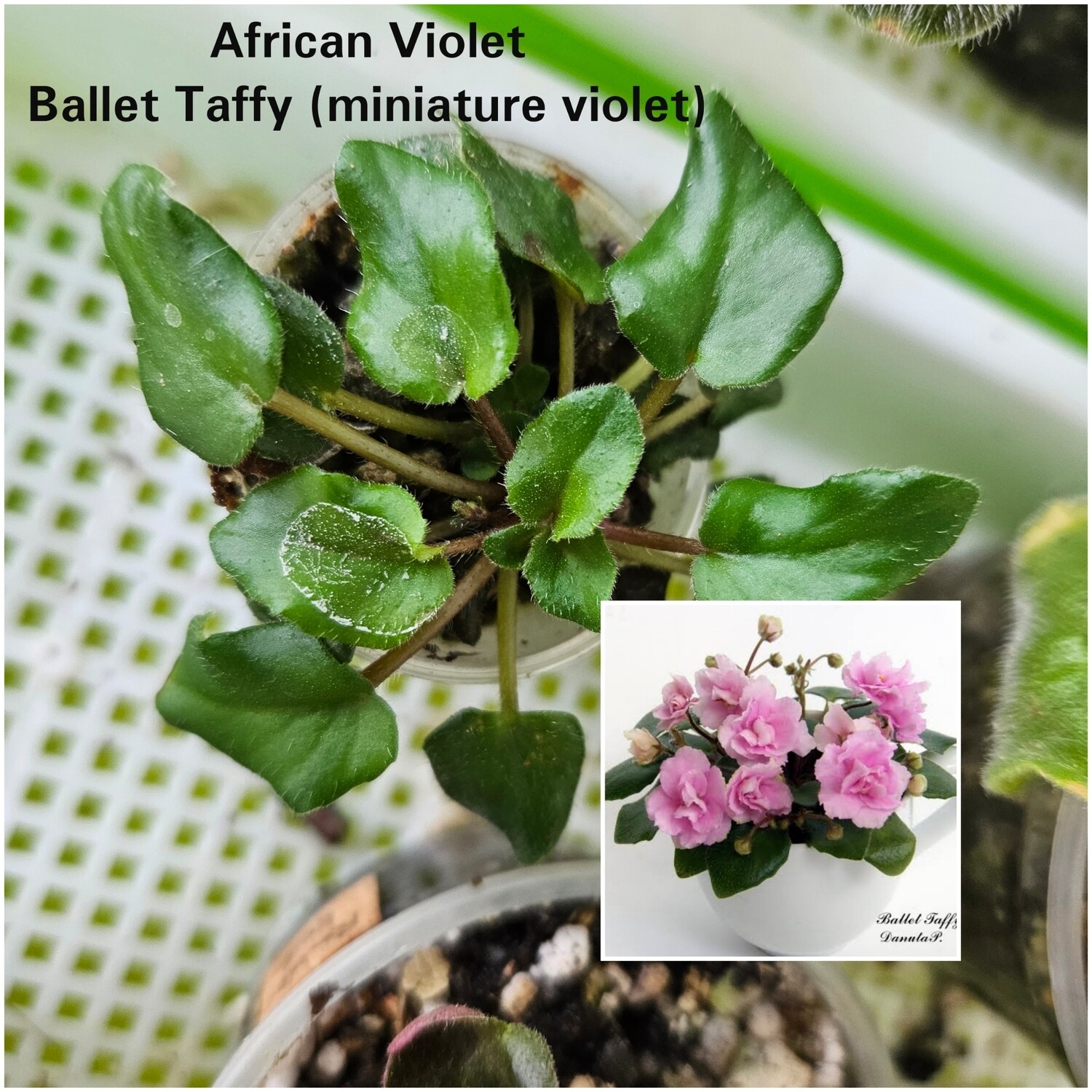 African Violet Ballet Taffy (Miniature Violet) Starter Plant African Violet Ballet Taffy (Miniature Violet) Starter Plant