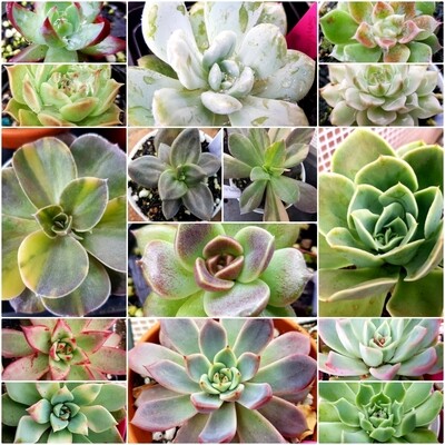 Join our Whatsapp Succulent Sales (once a month) check discription