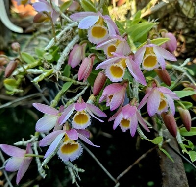 Dendrobium loddigessii