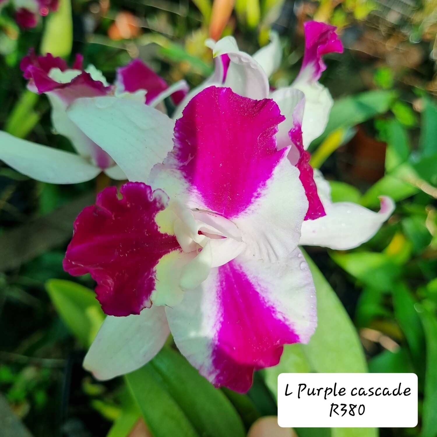 Lylia Purple Cascade Lylia Purple Cascade