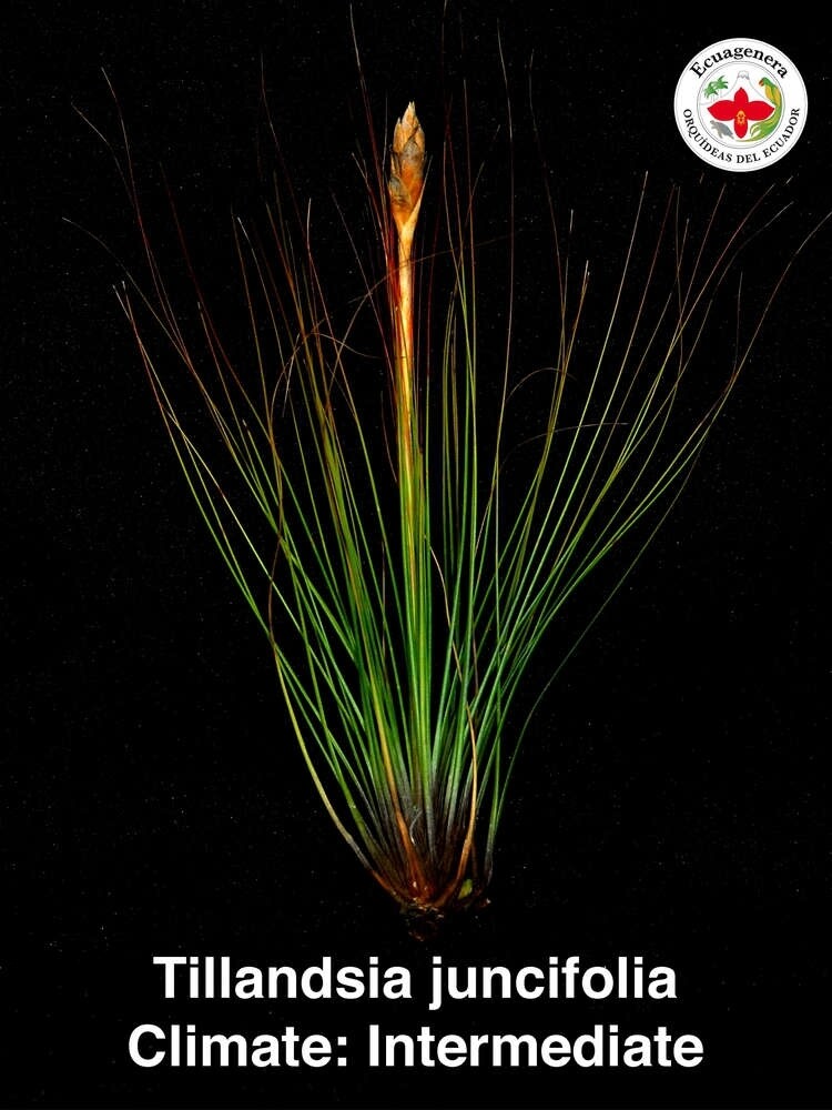 Tillandsia juncsefolia