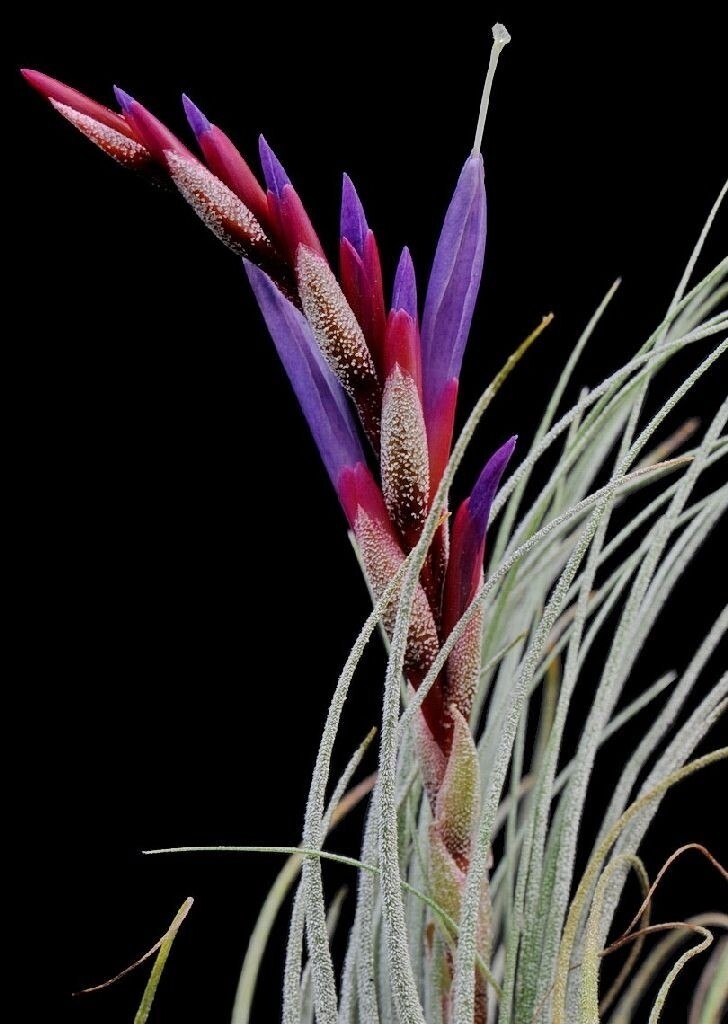 Tillandsia juncsea