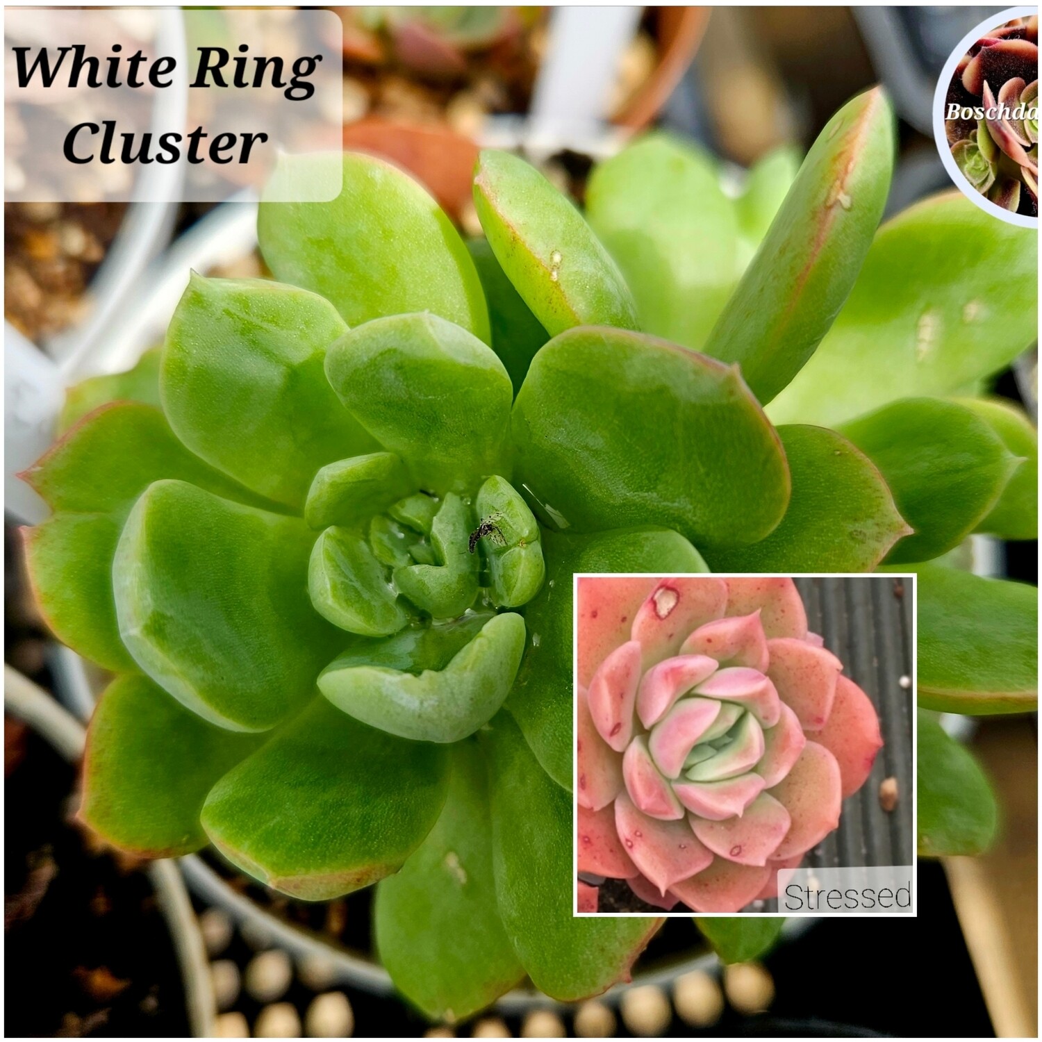 Echeveria White Ring Cluster