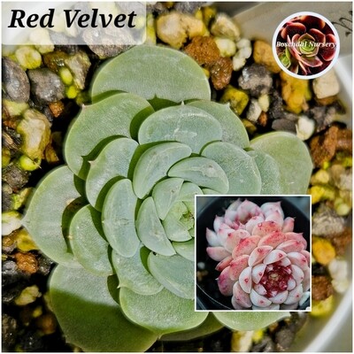 Echeveria Red Velvet Echeveria Red Velvet