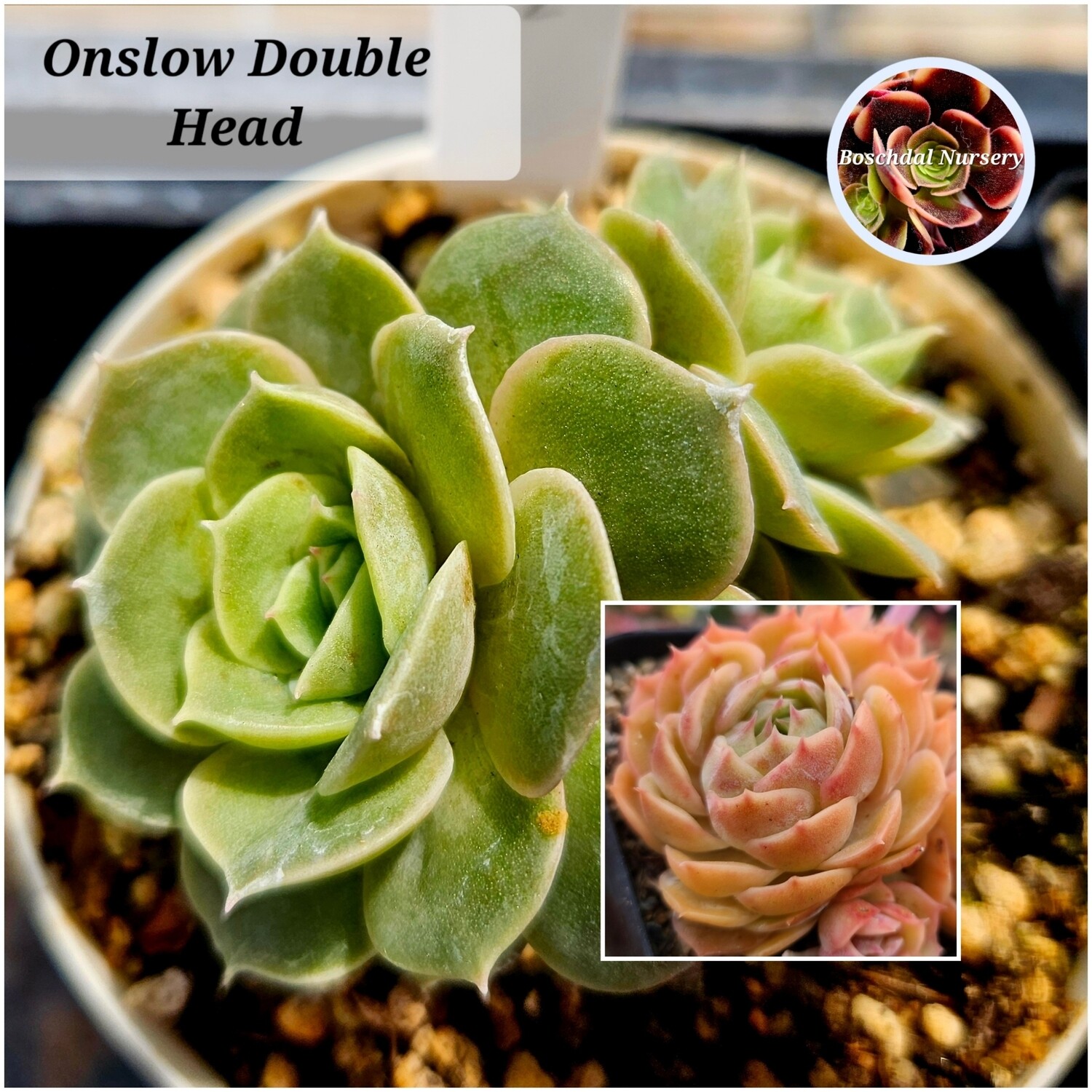 Echeveria cv Onslow Cluster