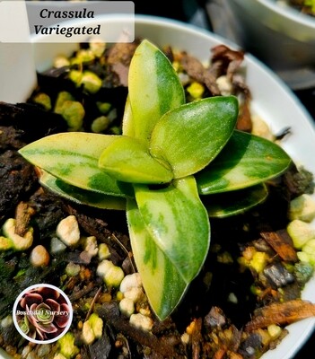 Crassula Variegated