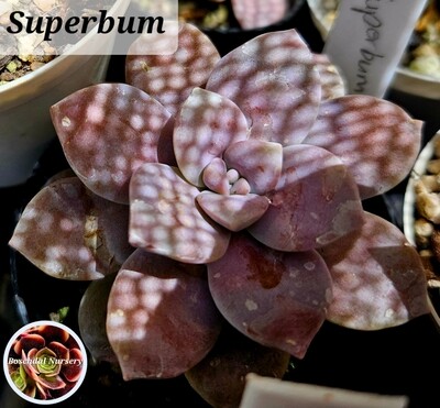 Graptopetalum Superbum