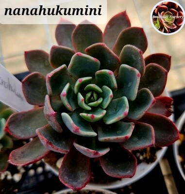 Echeveria Nanahukumini