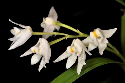 Polystachea Polystachea