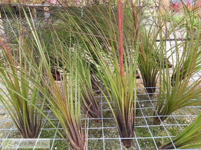 Tillandsia Festucoides